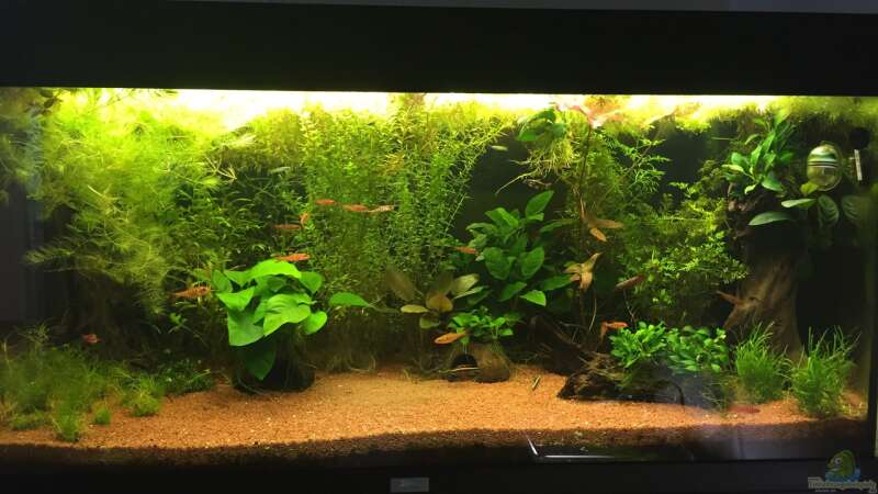Aquarium Hauptansicht von African Life