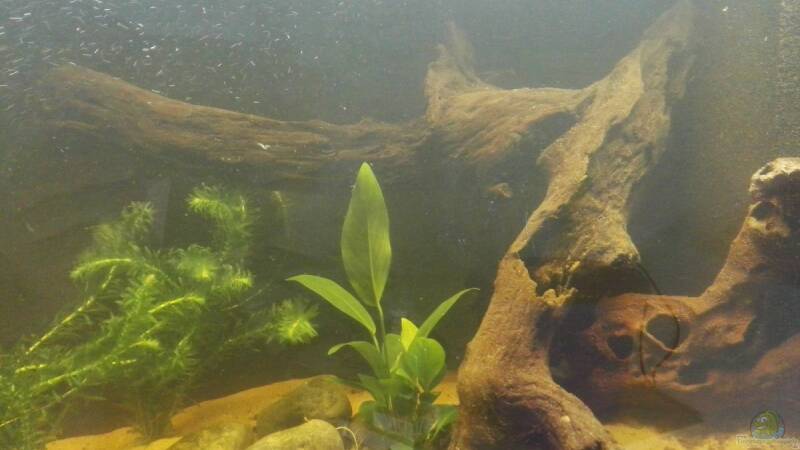 Aquarien mit Anubias hastifolia (Herzblättriges Speerblatt)