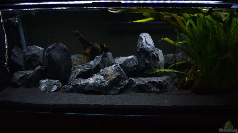 Aquarium Hauptansicht von Malawibottich