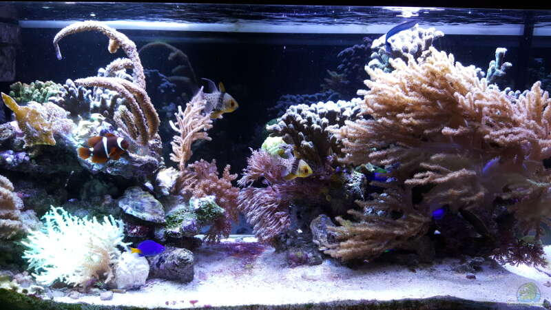Aquarium Hauptansicht von Becken 33442