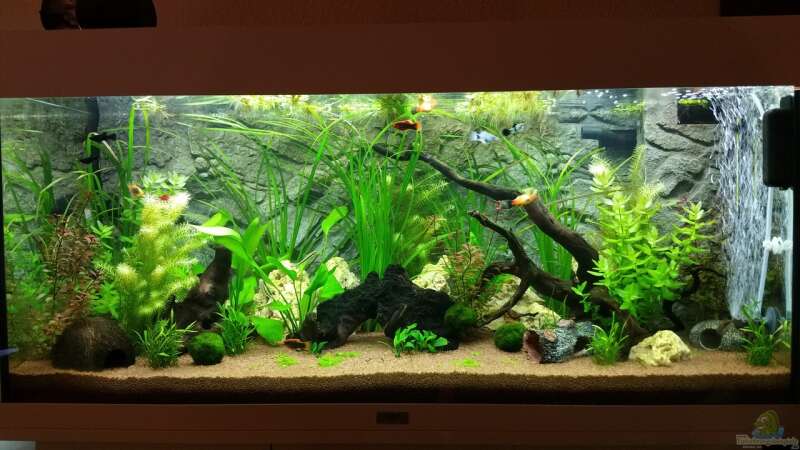 Aquarium Hauptansicht von Meine Oase