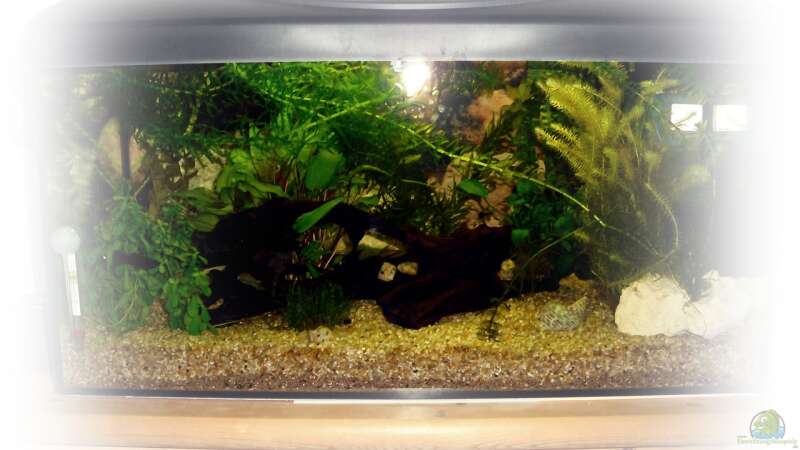 Aquarium Hauptansicht von Greenscaping first one