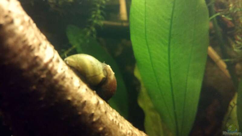 Aquarien mit Clithon corona (Sonnenschnecke)