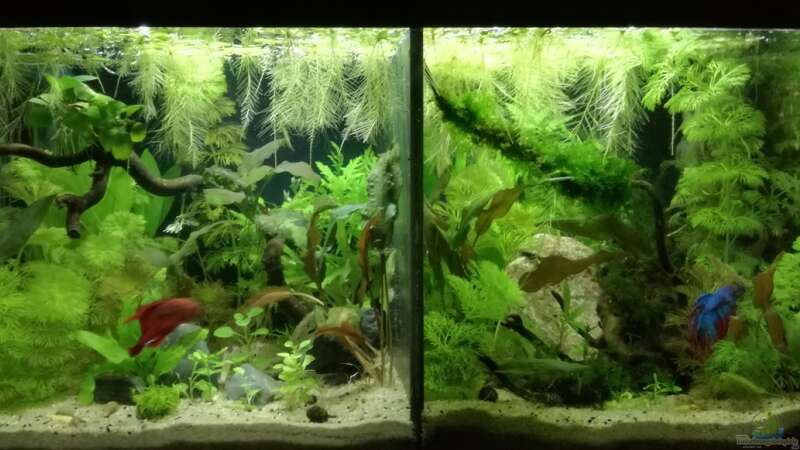 Betta splendens 