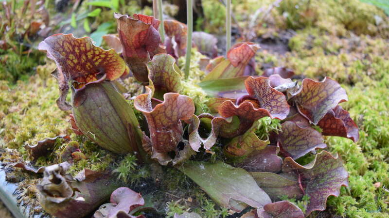 Sarracenia purpurea im Garten pflegen (Einrichtungsbeispiele mit Purpur-Schlauchpflanze)