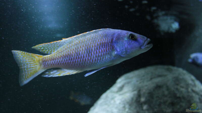 Einrichtungsbeispiele für die Haltung von Tyrannochromis nigriventer im Aquarium