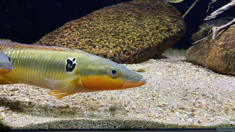 Crenicichla zebrina im Aquarium halten (Einrichtungsbeispiele für Crenicichla zebrina)