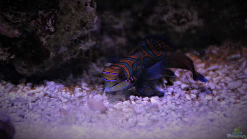 Aquarien mit Synchiropus splendidus (Mandarinfisch)