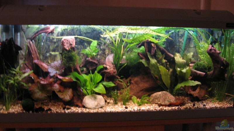 Aquarium Hauptansicht von Becken 3583