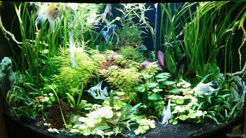 Aquarium Hauptansicht von Becken 35946