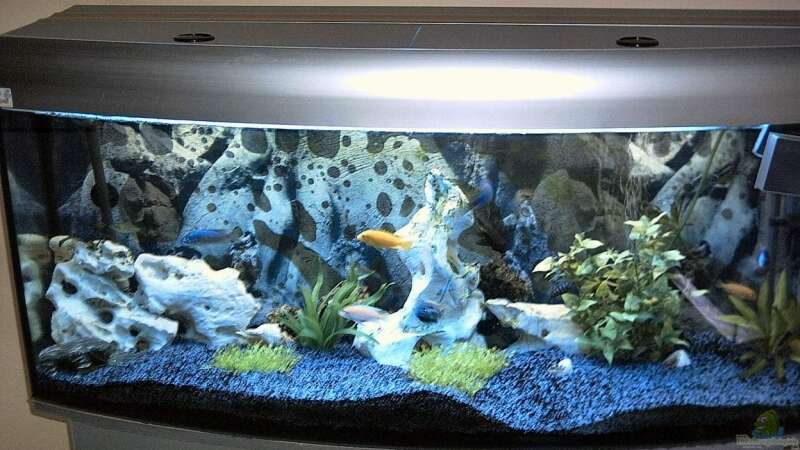 240l Malawisee becken