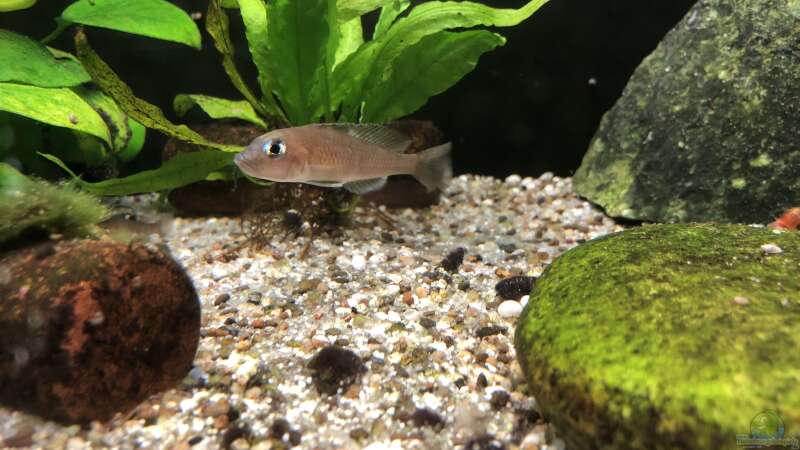 Lamprologus kungweensis - Zuchtaquarium für Schneckenbuntbarsche