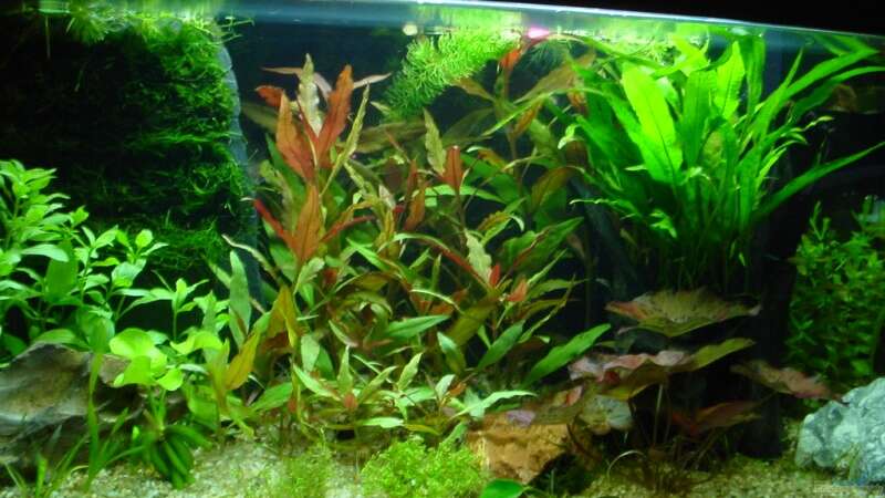 Aquarium Hauptansicht von Becken 3650