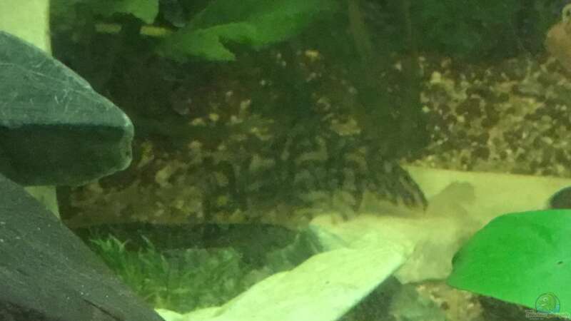 Aquarien mit Schmerlen (Einrichtungsbeispiele für Schmerlen Aquarium)
