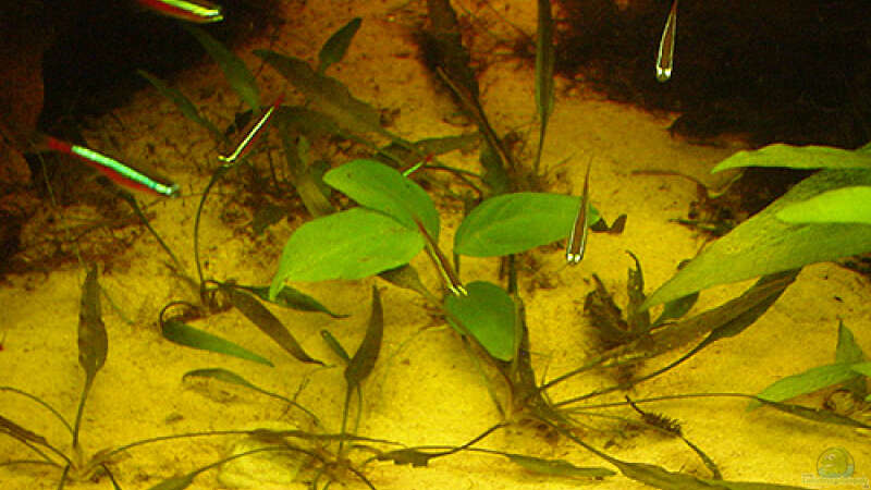 Aquarien mit Anubias heterophylla (Verschiedenblättriges Speerblatt)