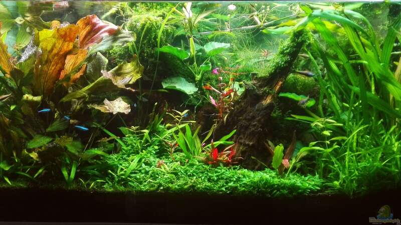 Aquarium Hauptansicht von Nanozonas