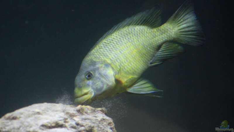 Petrochromis macrognathus im Aquarium halten (Einrichtungsbeispiele für Petrochromis macrognathus)