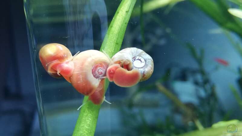 Posthornschnecken im Aquarium halten (Einrichtungsbeispiele mit Planorbarius corneus)