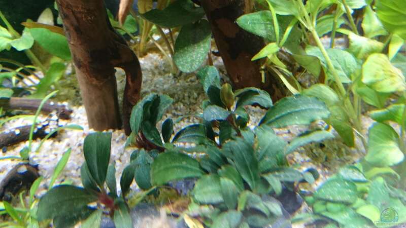 Bucephalandra Red Mini im Aquarium pflegen (Einrichtungsbeispiele für Lamandau Mini Red)