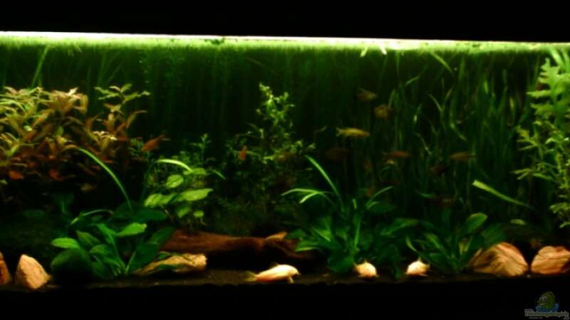 Aquarium Hauptansicht von Becken 4326