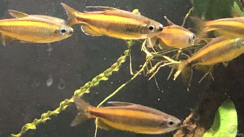 Phenacogrammus aurantiacus im Aquarium halten (Einrichtungsbeispiele für Goldener Kongosalmler)
