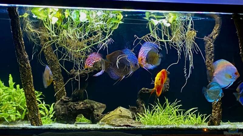 Aquarium Hauptansicht von First Diskus