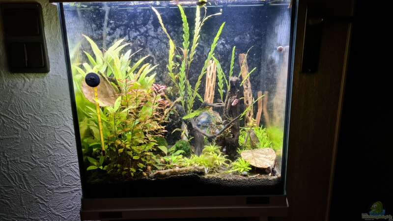 Aquarium Hauptansicht von Haster Bergpfütze