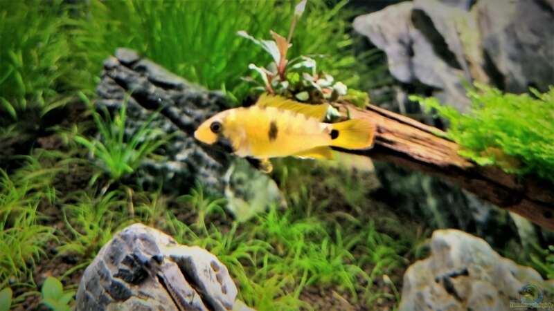 Aquarien mit Apistogramma baenschi (Inka Zwergbuntbarsch)
