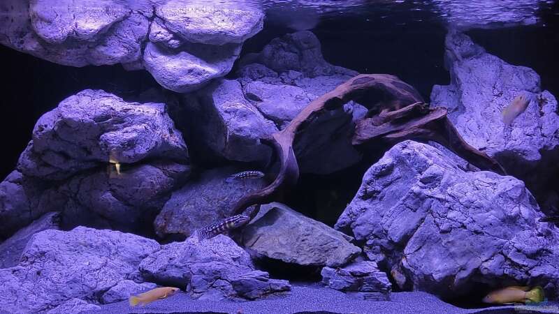 Aquarium Hauptansicht von Vivaline Rocks
