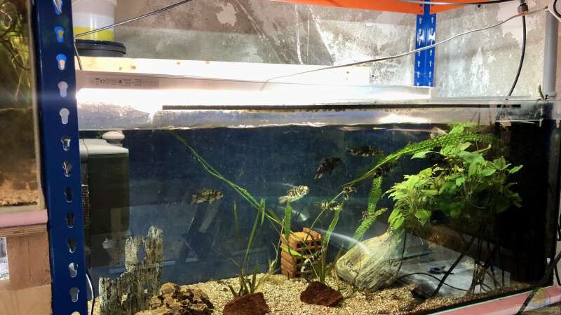 Einsatz von UV-Beleuchtung in der Aquaristik ??? Erfahrungen
