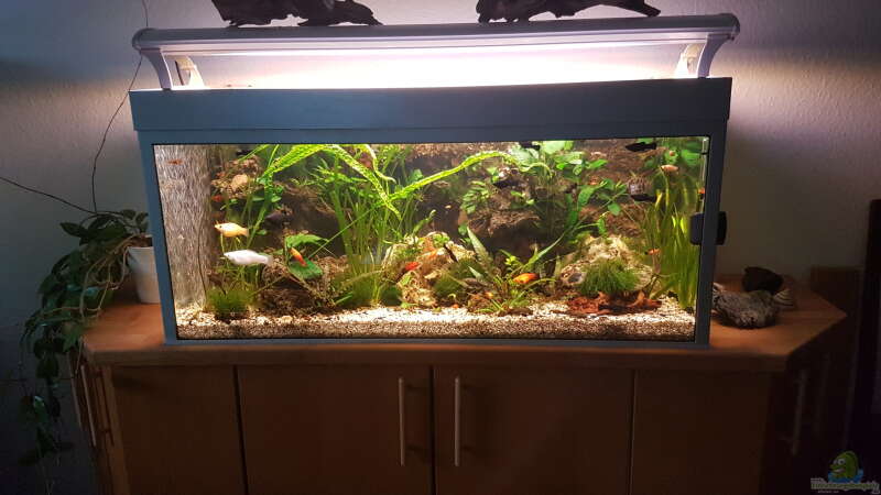Aquarium Hauptansicht von LebendgebärendenParadies