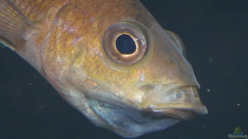 Paracyprichromis brieni im Aquarium halten (Einrichtungsbeispiele für Paracyprichromis brieni)