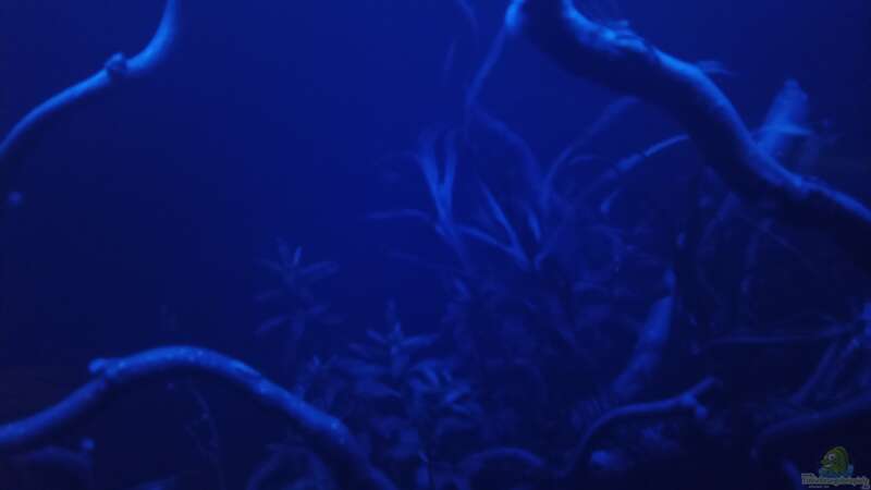 Aquarium 54er Scape / Wood-Stone von Torsten Bullmahn (7)