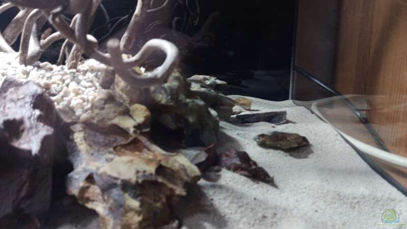 Dekoration im Aquarium 54er Scape / Wood-Stone von Torsten Bullmahn (16)