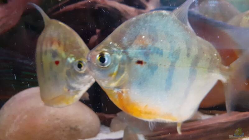 Aquarien mit Metynnis fasciatus (Gestreifter Scheibensalmler)