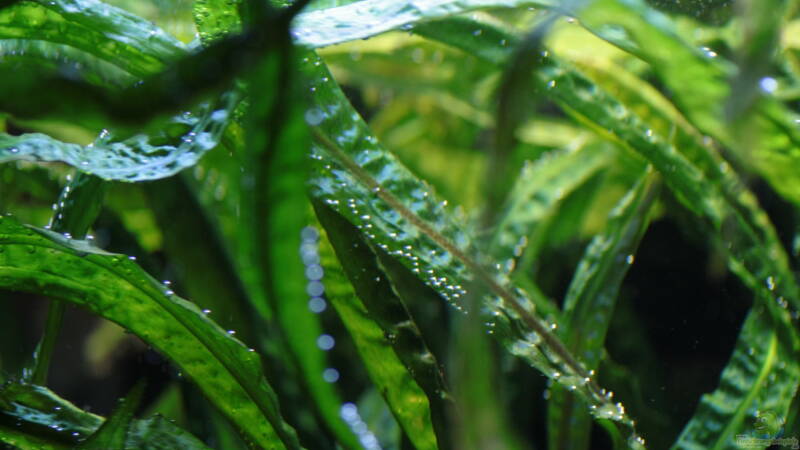 Pflanzen für das ostafrikanische Buntbarschaquarium Teil 6: Cryptocoryne