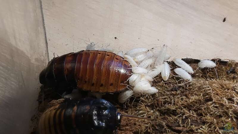 Außergewöhnliche Terraristik II: Zucht von Gromphadorhina portentosa