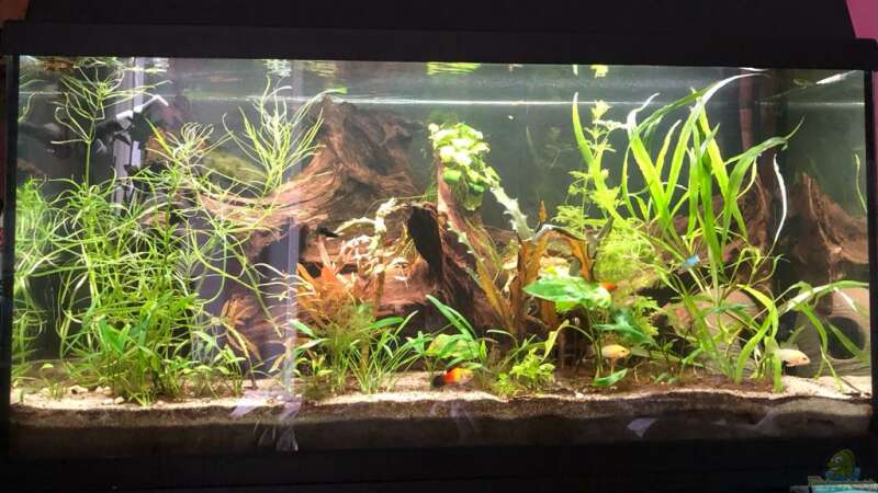 Mein Juwel 110L