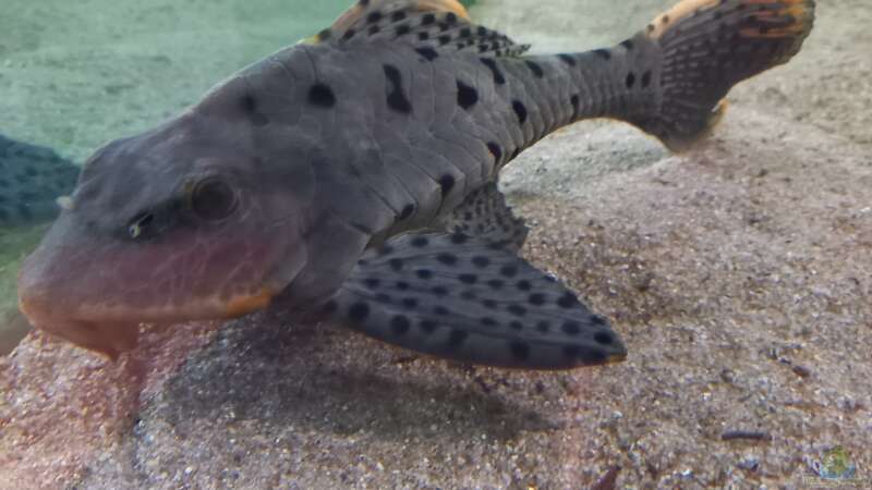 Pseudorinelepis genibarbis im Aquarium halten (Einrichtungsbeispiele für Rotbart Tannenzapfenwels)