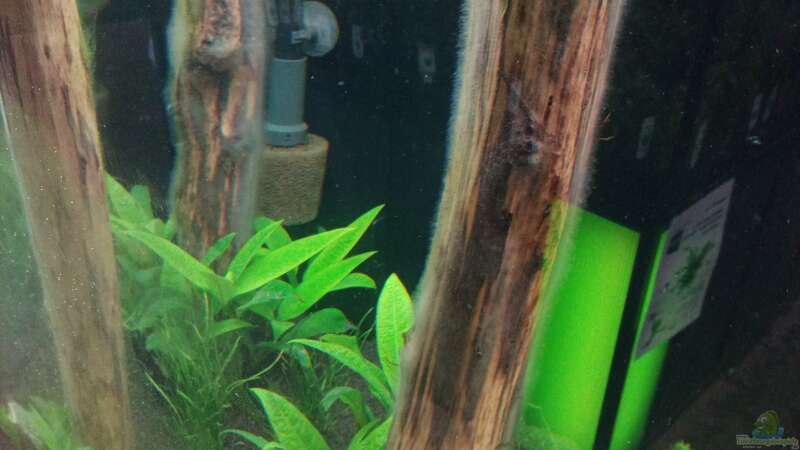 Dekoration im Aquarium Schaubecken / Hornbach Weserpark von Torsten Bullmahn (42)