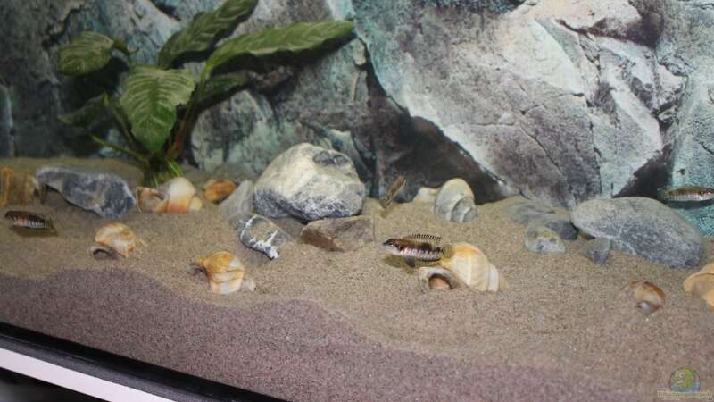 Lamprologus im Aquarium halten (Die Gattung Lamprologus)