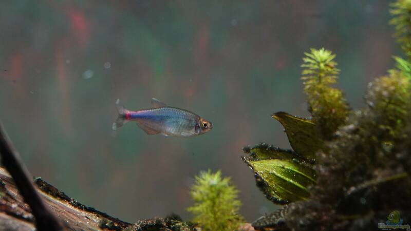 Aquarien mit Boehlkea fredcochui (Blauer Perusalmler)