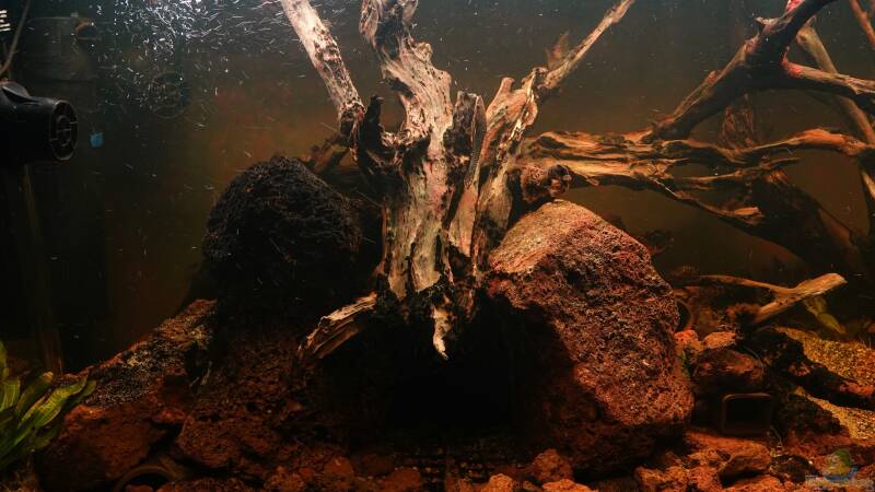 Höhle für Rhinodoras sp. November 2024 (wer erkennt den Hypoptopoma gulare in der von Philip (25)