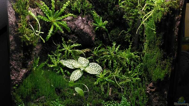 Aquarium Hauptansicht von Mooswelt