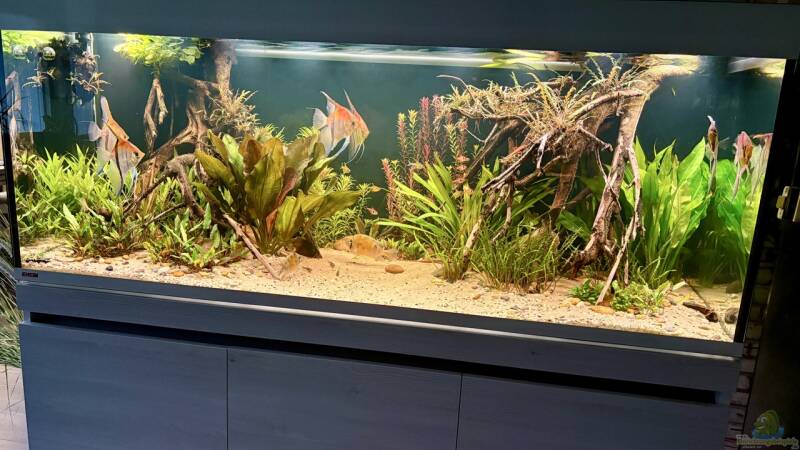 Aquarium Hauptansicht von Südamerika Aquarium Rio Manacapuru Rotrücken