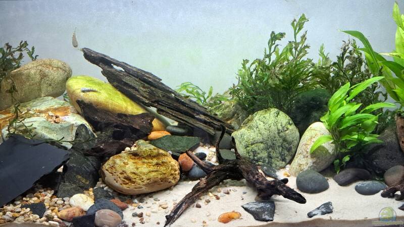 Aquarium Hauptansicht von Back to Vietnam