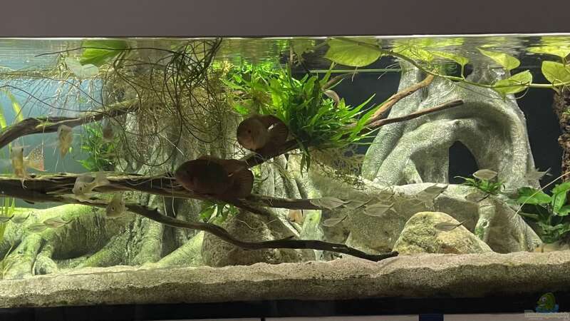 Aquarium Hauptansicht von Altifrons