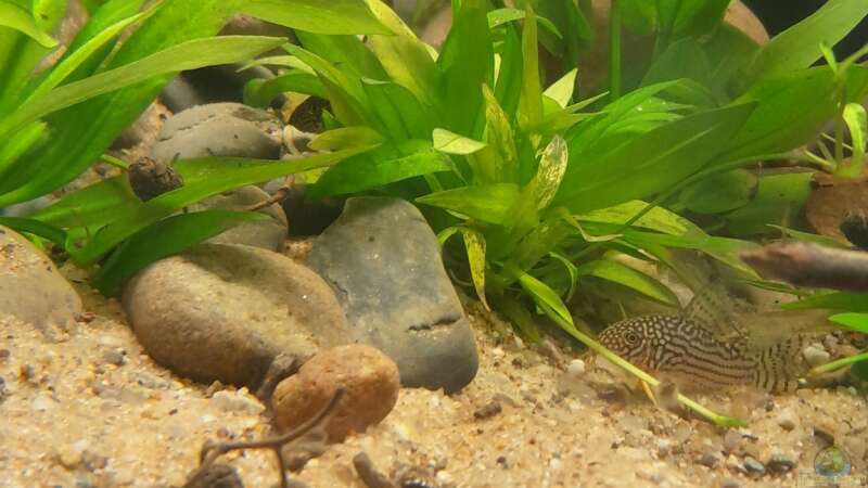 Aquarium einrichten