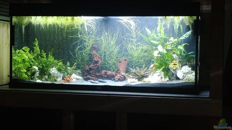 Aquarium Hauptansicht von Mein Juwel Aquarium