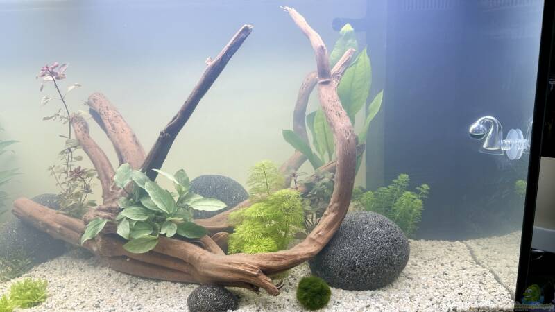 Dekoration im Aquarium Rio 180 von Skyrap (3)